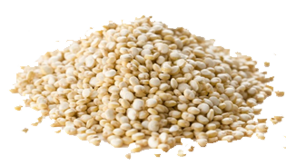 Medzi jedlá s vysokým obsahom bielkovín zaraďujeme aj semená Quinoa.